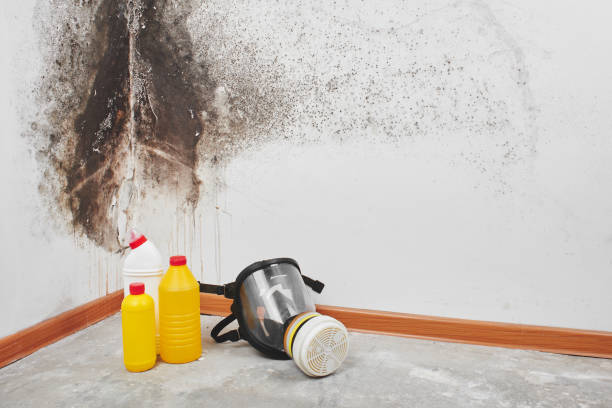 Best Crawl Space Mold Remediation in Forsyth, MO