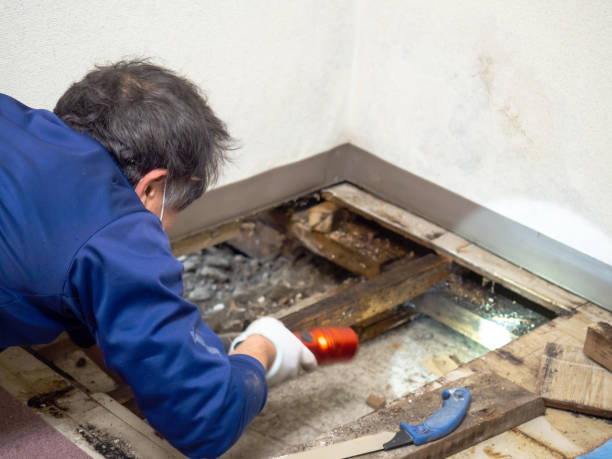 Best HVAC Mold Remediation in Forsyth, MO