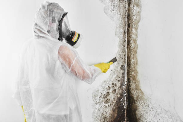 Best Attic Mold Remediation in Forsyth, MO