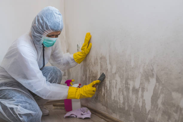 Best Basement Mold Remediation in Forsyth, MO