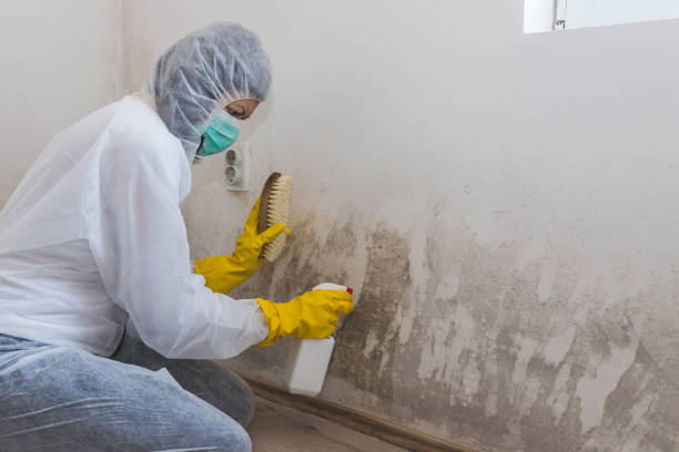 Best Basement Mold Remediation in Forsyth, MO