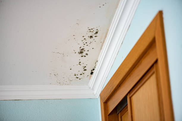 Best Industrial Mold Remediation in Forsyth, MO