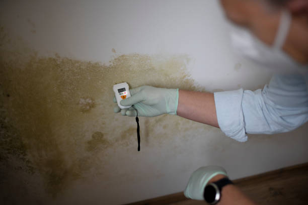 Best Black Mold Remediation in Forsyth, MO