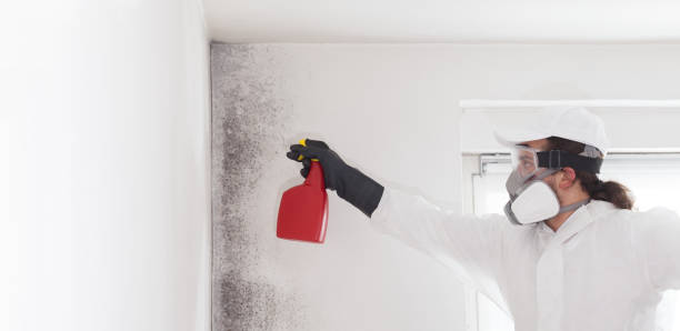 Best Residential Mold Remediation in Forsyth, MO