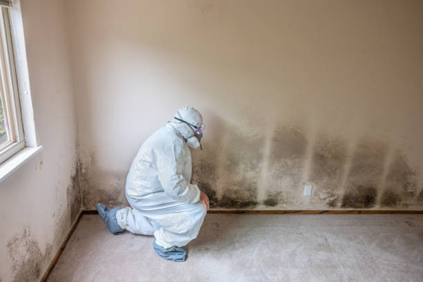 Best Commercial Mold Remediation in Forsyth, MO