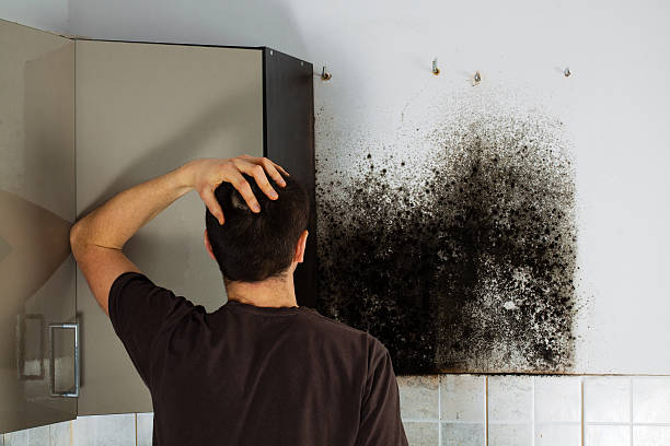Best Residential Mold Remediation in Forsyth, MO