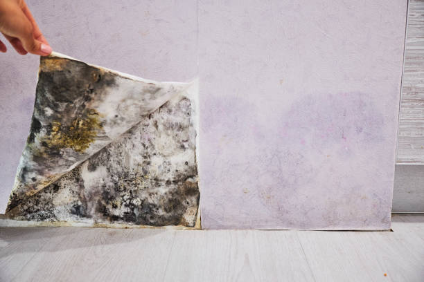Best Health and Safety Mold Remediation in Forsyth, MO